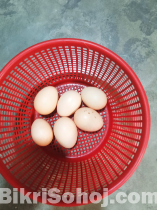 ব্রাফ ব্রাহামার বীজ ডিম